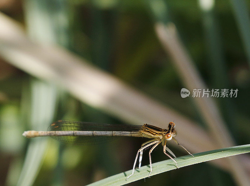 白腿豆娘(Platycnemis pennipes)雌性